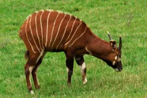 Striped Wild Animal Prints: Bongo. Boocercus Eurycerus