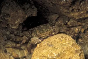 Crab Print from Universal Images Group