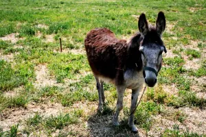 Mammal Pictures Online Prints: Donkey