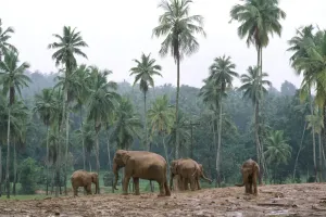 Elephant Photography Prints: Elephants