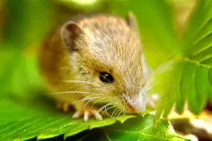 Horizontal Animal Photos Prints: Fieldmouse