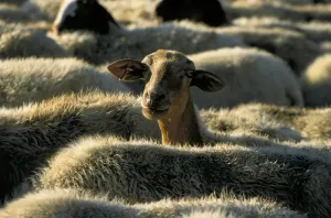 Pasture Landscape Photography Prints: Flock of Sheep