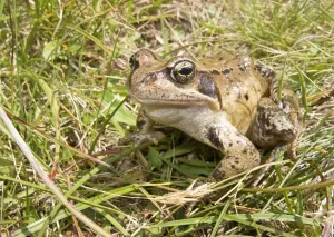 Amphibians In Nature Prints: Frog