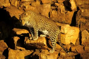 Horizontal Animal Photos Prints: Ghepard