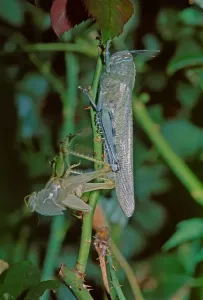Insect Fauna Pictures Prints: Locust