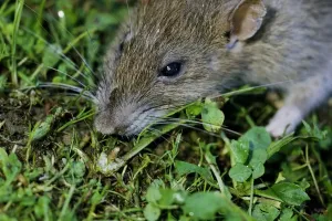 Mouse Print from Universal Images Group
