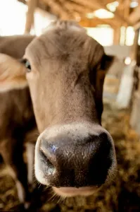 Framed Print : Cow Muzzle Print