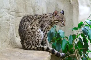 Prague Zoo Animals Prints: Ocelot. Leopardus Pardalis