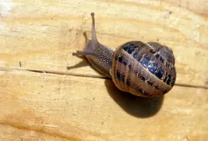 Snail Print from Universal Images Group