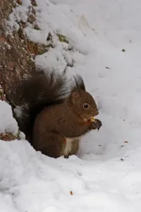 Winter Animal Photos Prints: Squitter