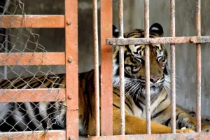 Tiger Print from Universal Images Group