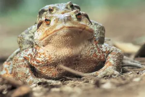 Animal Prints: Toad Print from Universal Images Group