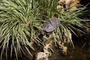 Trachemys Scripta Elegans Prints: Tyrtle. Red-eared Slider. Trachemys Scripta Elegans