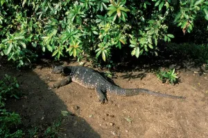 Varan Varan Print, a photograph of animals