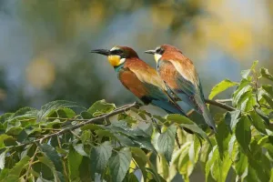 Ornithology In Europe Prints: Bee-eater