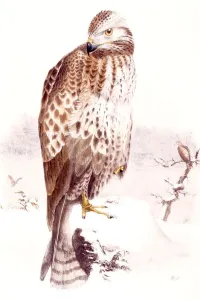 Bird Of Prey Drawing Prints: Eagle