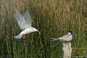 Outdoor Animal Pictures Prints: Terns