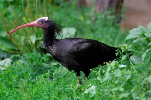 Prague Zoo Animals Prints: Waldrapp. Geronticus EremitaA