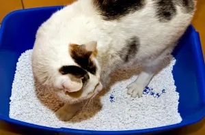 Domesticated Mammals Prints: Cat