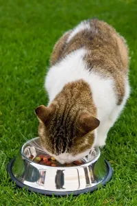 Cat Cat Print by Universal Images Group
