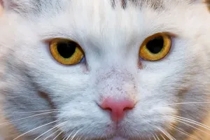 Cat Cat Print by Universal Images Group