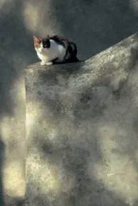 Stray Cat Prints: Stray Cat
