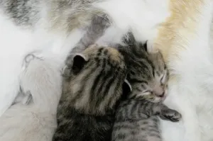 Horizontal Animal Photos Prints: Kitten