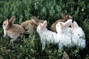 Mammals Photography Prints: Rabbits
