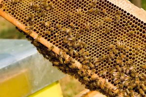 Beehive Management Techniques Prints: Beekeeping