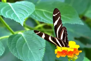 Butterfly Images Prints: Butterfly. Zebra. Longwing