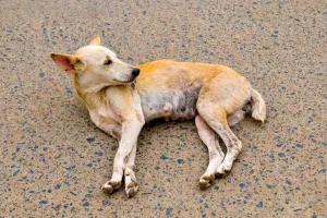 Horizontal Animal Photos Prints: Dog