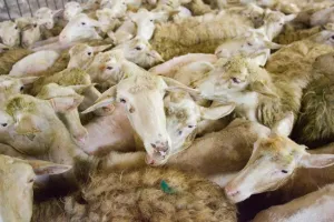 Flock Of Sheep Photography Prints: Flock of Sheep