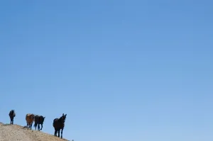 Wild Horses Prints: Horses