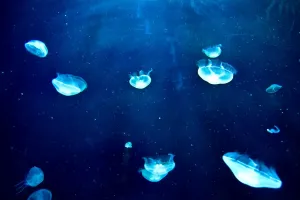 Horizontal Prints: Jellyfish Print (Horizontal)