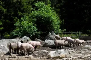 Horizontal Animal Photography Prints: Pigs