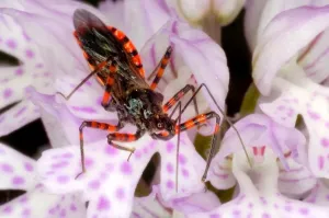 Insect Photography Nature Prints: Reduvio