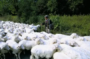 Flock Of Sheep Images Prints: Sheeps