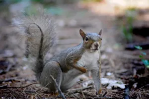 Squirrel Images Prints: Squirrel