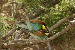 Bee-eater Print, Italy