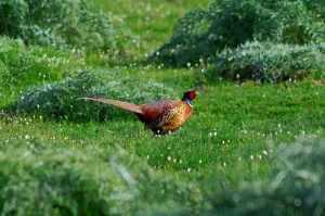Pheasant Species Prints: Phasianus Colchicus