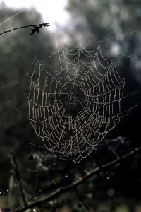 Vertical Prints: Cobweb Print (Vertical)