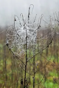 Prints of Spider Related Prints: Spider Spider (Vertical) Print