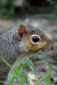 Squirrel Images Prints: Squirrel