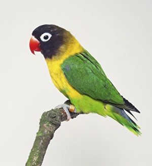 Masked Lovebird (Agapornis personatus) perching on branch, side view Masked Lovebird (Agapornis personatus) perching on branch, side view