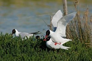 Mediterranean Gull. Larus Melanocephalus Mediterranean Gull. Larus Melanocephalus