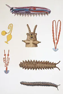 Medium group of echiuran worms, illustration Medium group of echiuran worms, illustration