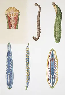 Medium group of leeches, illustration Medium group of leeches, illustration