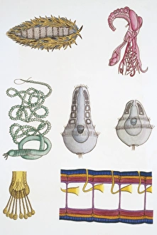 Medium group of polychaetes, illustration Medium group of polychaetes, illustration