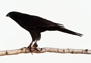 Melanic Gabar Goshawk (Micronisus gabar) wearing jesses perching on branch, side view Melanic Gabar Goshawk (Micronisus gabar) wearing jesses perching on branch, side view