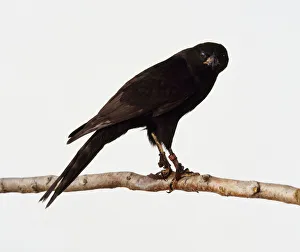 Melanic Gabar Goshawk (Micronisus gabar) perching on branch, looking at camera Melanic Gabar Goshawk (Micronisus gabar) perching on branch, looking at camera